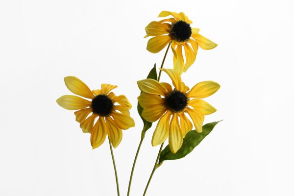 Gaillarde yellow flower