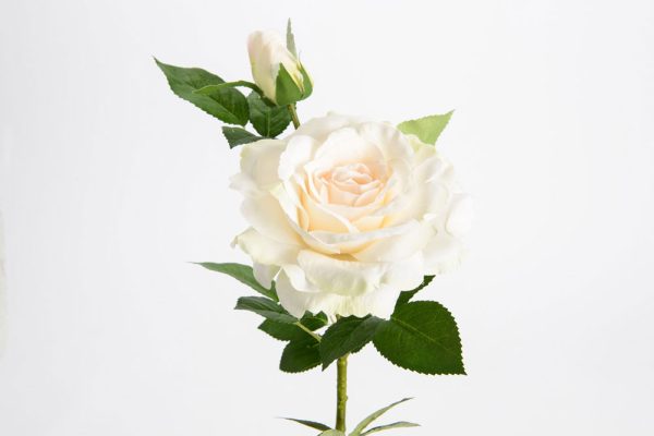 Rose Margaret Flower