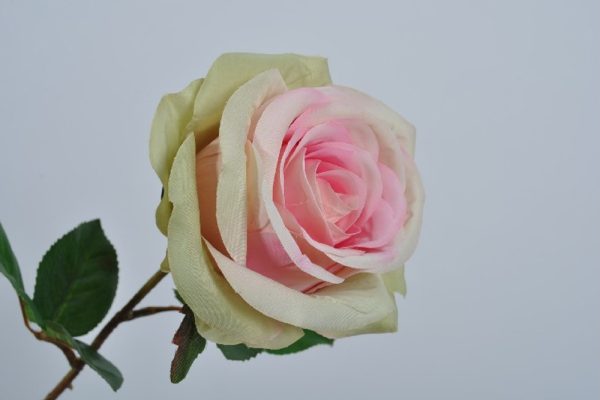 ROSE PINK GREEN 51 CM