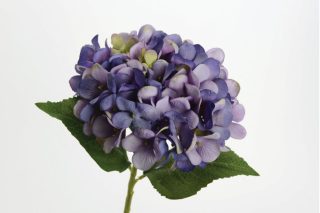 Hoa Hortensia mini blue