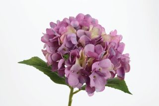 Hoa Hortensia mini mauve