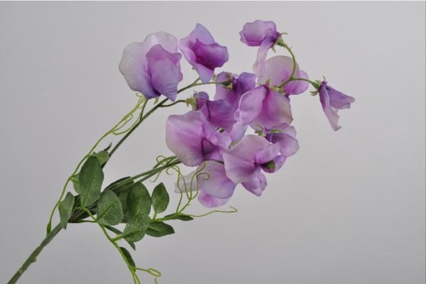 LATHYRUS SPRAY LAVAND 69 CM