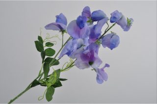 Hoa Lathyrus màu violet 69cm