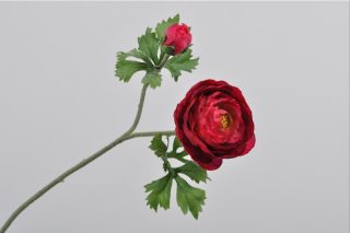 Hoa Buttercup màu hồng 50 cm