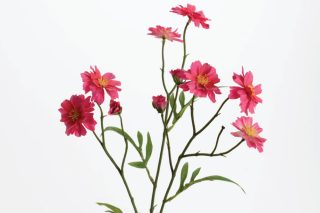 Hoa Mini cosmos fushia