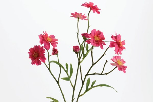 Hoa Mini cosmos fushia