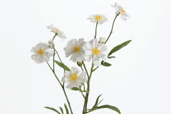 Hoa Mini cosmos white