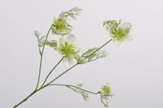 Hoa Nigella màu trắng 56cm