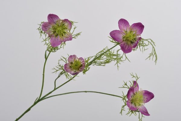 NIGELLA SPRAY VIOLET 56 CM