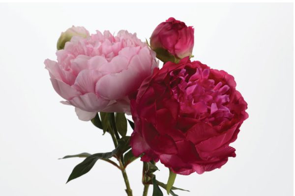 Pivoine Fashn