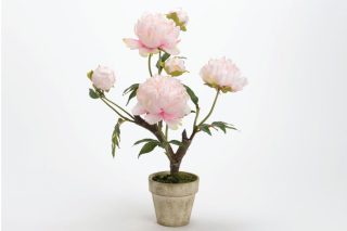 Chậu hoa pivoine gloria - hồng nhạt