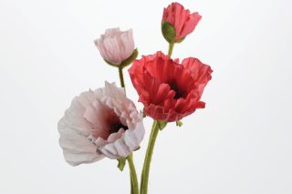 Hoa Poppy Catharina as/2 ros