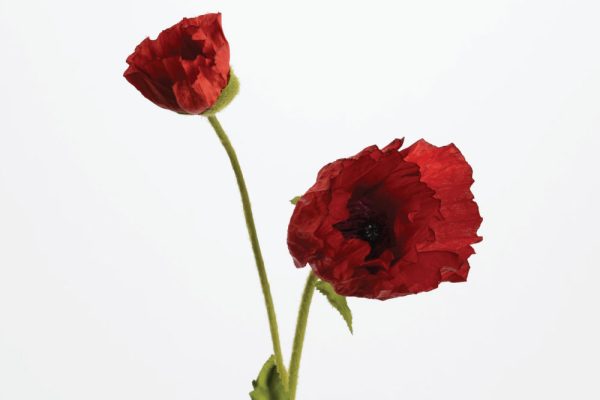 Hoa Poppy Catharina red