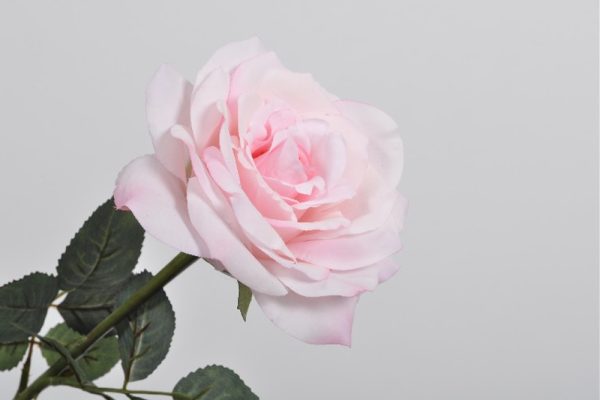 cành hoa hồng rose pink