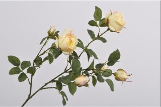 Hoa hồng vàng 88 cm