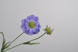 SCABIOSA SPRAY BLUE 54 CM