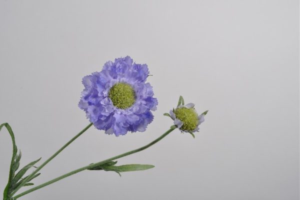 SCABIOSA SPRAY BLUE 54 CM