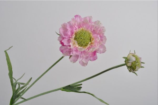 SCABIOSA SPRAY ROSE 54 CM