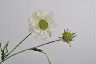 Hoa Tai thỏ màu trắng 54cm