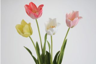 Hoa tulip beauty ass/4