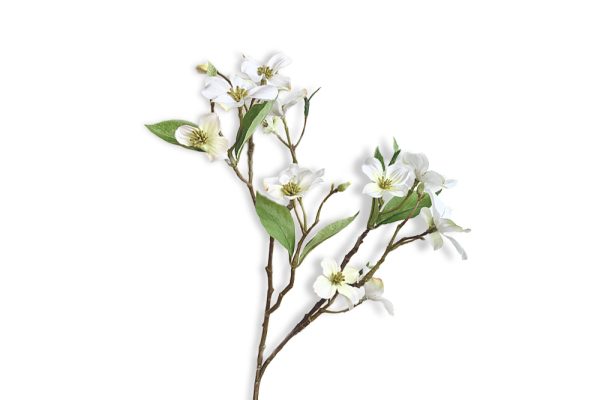 Hoa Dương đào (Dogwood)