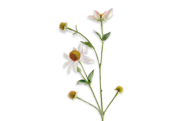 Hoa Rudbeckia trắng