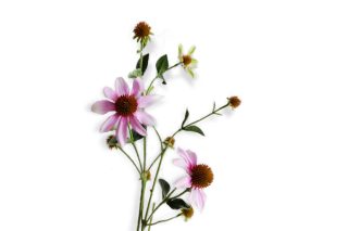 Hoa Rudbeckia hồng