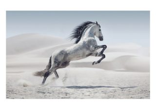 Frame Horse 80x120cm