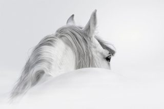 Tranh vẽ ngựa trắng- 750474IL