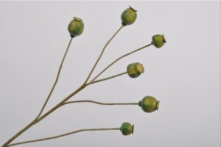 Cành trái Popy 79cm