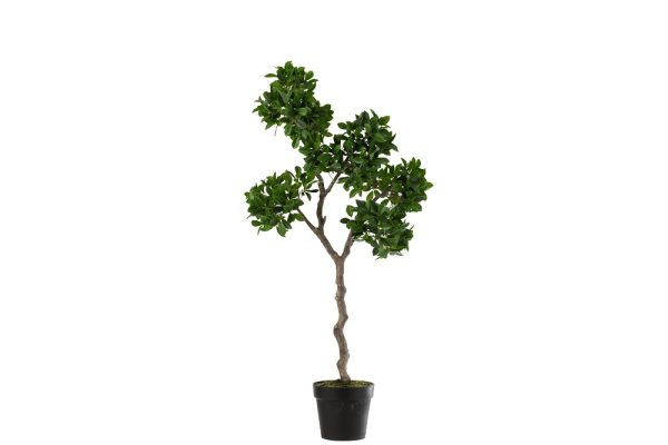 Gin seng tree pot 12518J