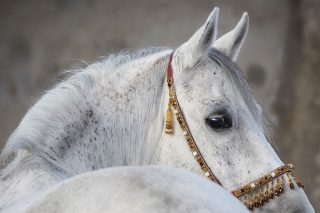 Tranh in ngựa Ả Rập 80x120