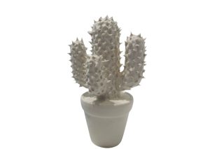 Chậu xương rồng gốm trắng