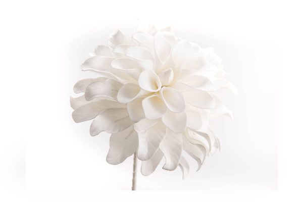 Hoa Lovia trắng H80