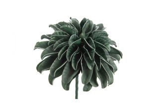 Hoa Lovia Vert Fonce xám