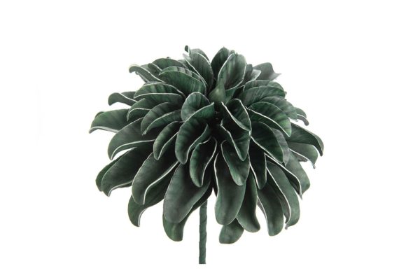 Hoa Lovia Vert Fonce xám