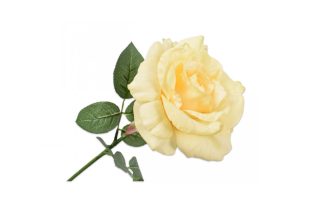 Hoa hồng vàng H6 cm