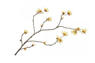 Hoa liễu vàng H94 cm