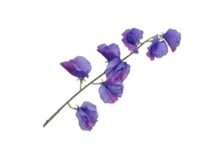 Hoa đậu thơm (lathyrus) màu tím 59cm