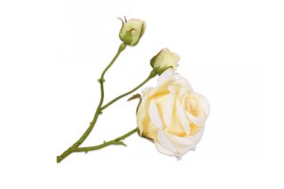 Hoa hồng vàng 59cm