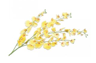 Hoa Lan vũ nữ vàng (oncidium) 114cm