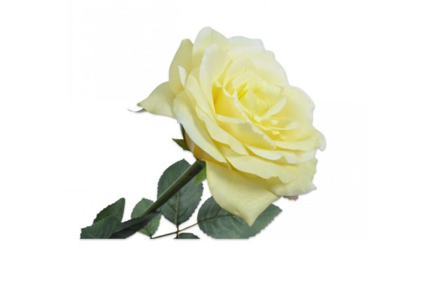 Hoa hồng vàng H36 cm