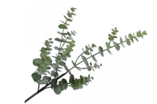 Cành lá khuynh diệp xanh (eucalystus) 81cm
