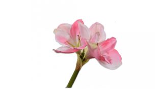 Cành hoa Amaryllis PNK 65cm 106602S