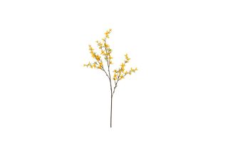 Forsythia flower spike 10x10x89cm 12435
