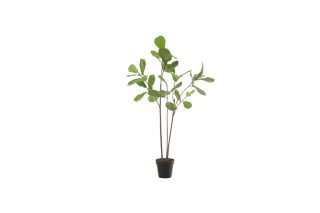Chậu cây Fiddle leafplant xanh lá đậm 175cm 12513