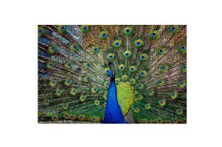 Tranh con công 80x120 853364I