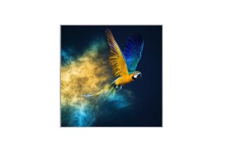 Tranh con vẹt 95x95 853096I