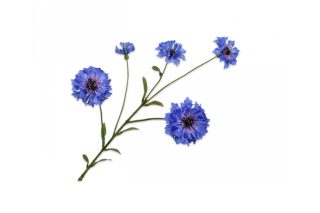 Hoa ngô xanh dương đậm 75cm 139807S