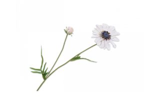 Hoa cúc màu kem 55cm 138149S